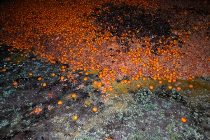 Pile of rotten mandarins