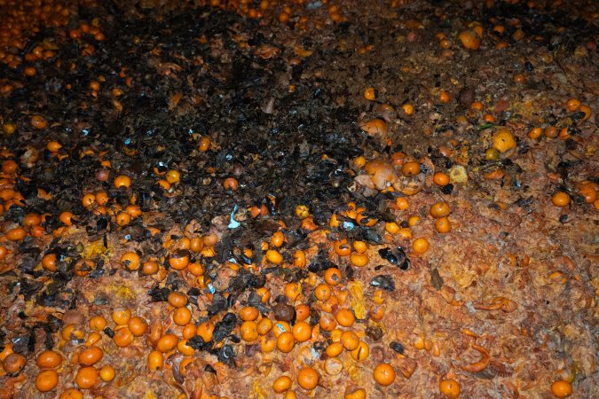 Pile of rotten mandarins