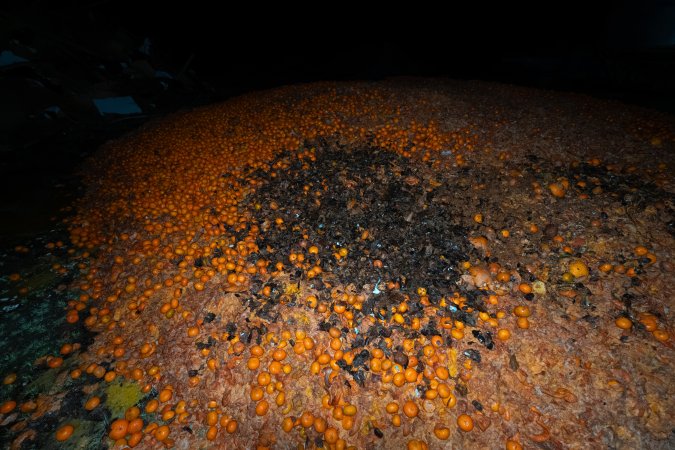 Pile of rotten mandarins