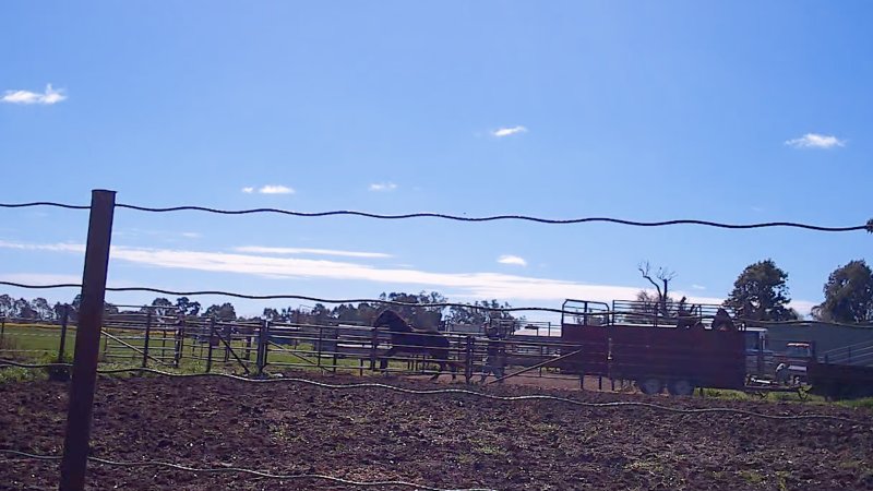 Unloading horses at illegal knackery