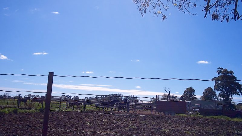 Unloading horses at illegal knackery