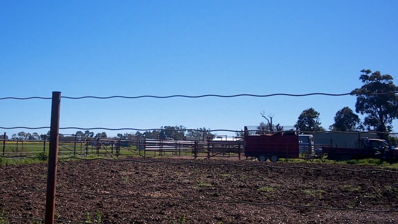 Unloading horses at illegal knackery