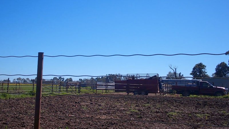 Unloading horses at illegal knackery