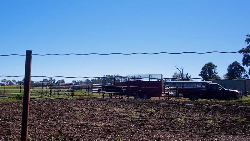 Unloading horses at illegal knackery