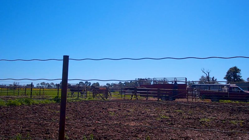 Unloading horses at illegal knackery