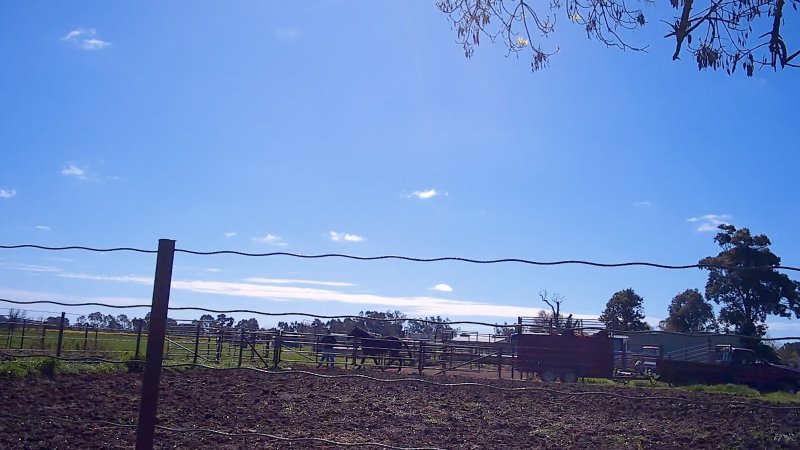Unloading horses at illegal knackery
