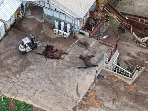 Dead horses at knackery