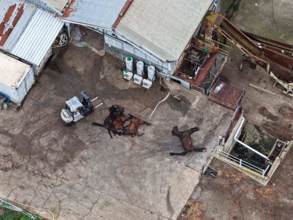 Dead horses at knackery
