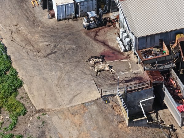 Dead cows at knackery