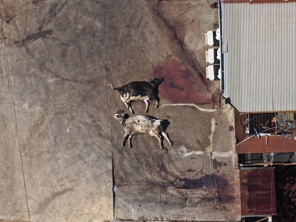 Dead cows at knackery