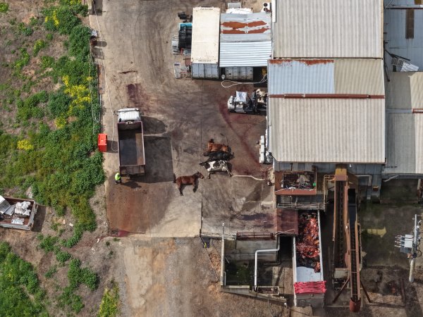 Dead horse and dead cows at knackery