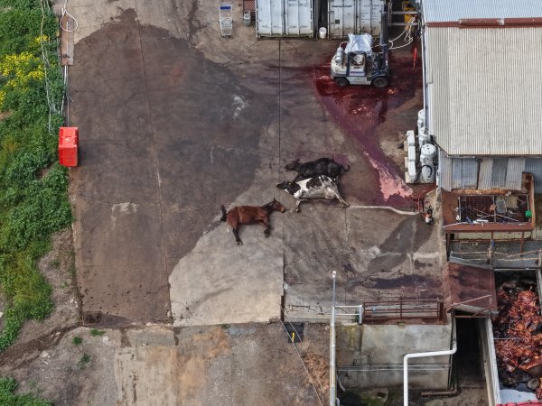 Dead horse and dead cows at knackery