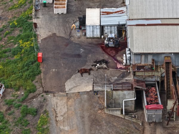 Dead horse and dead cows at knackery