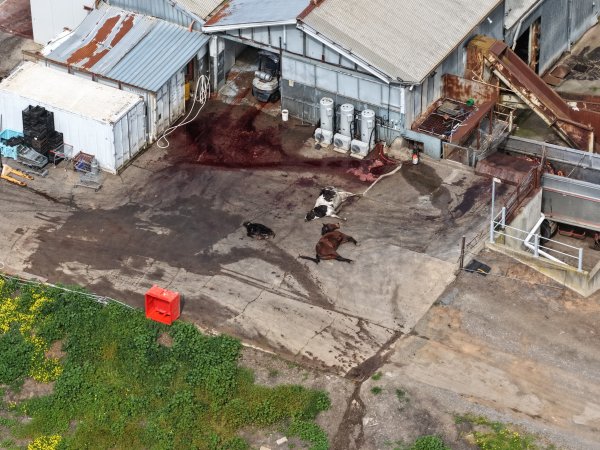 Dead horse and dead cows at knackery