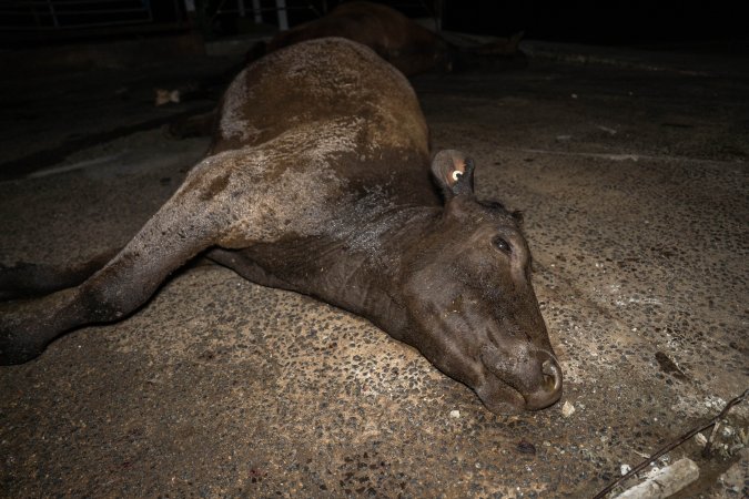 Dead cow at knackery