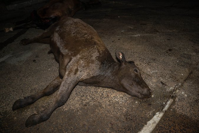 Dead cow at knackery
