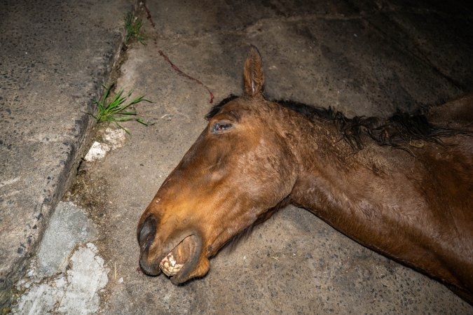 Aspetta - thoroughbred broodmare processed at the knackery
