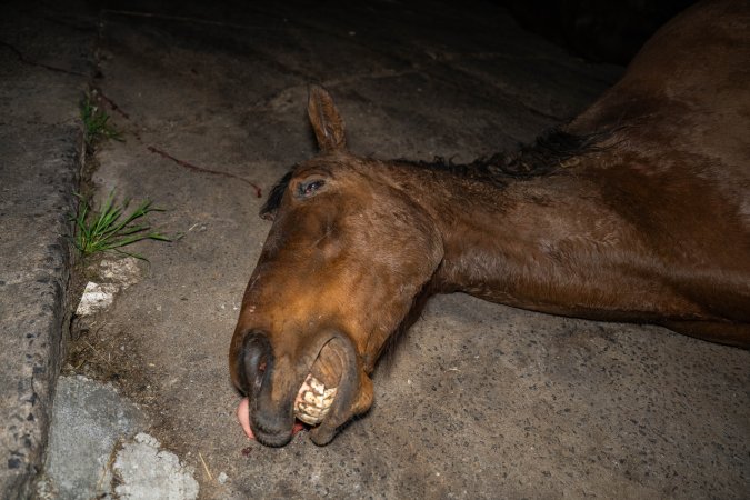 Aspetta - thoroughbred broodmare processed at the knackery
