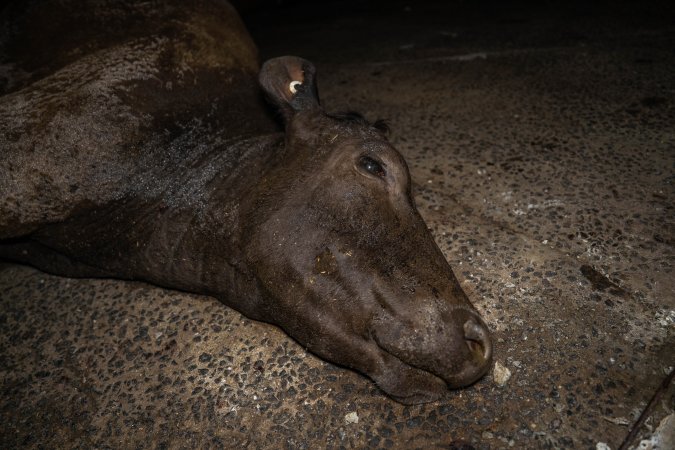 Dead cow at knackery