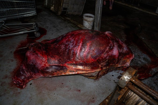 Carcass in processing room