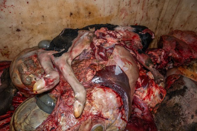 Dead calf in offal bin