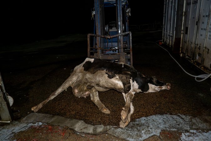 Dead dairy cow at knackery