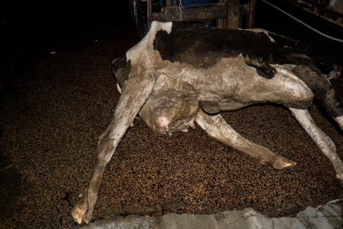 Dead dairy cow