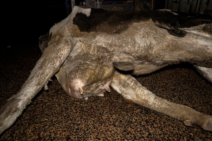 Dead dairy cow at knackery
