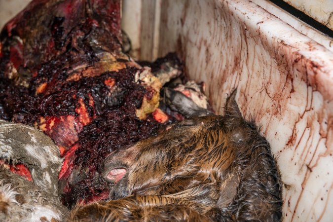 Dead foal in offal bin