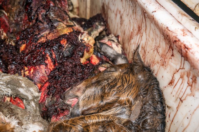 Dead foal in offal bin