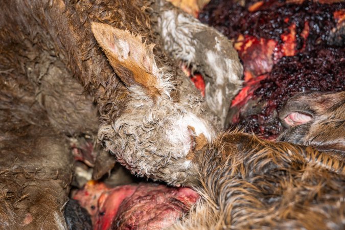 Dead foal and dead calf in offal bin