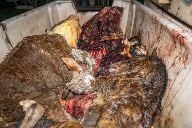 Dead foal and dead calf in offal bin