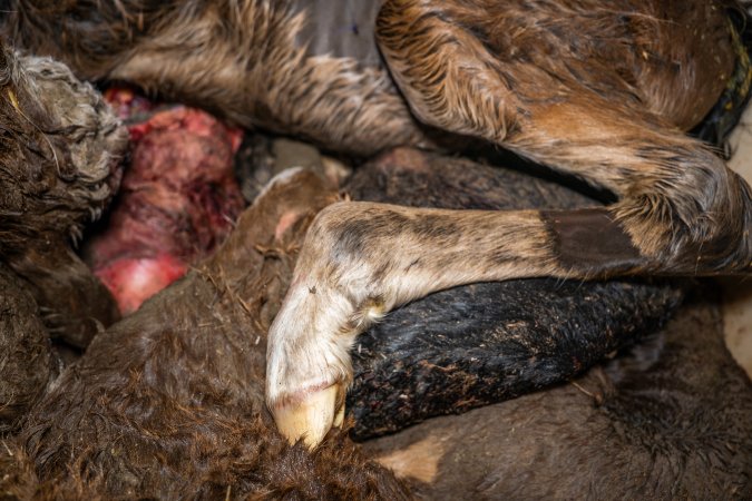 Dead foal in offal bin