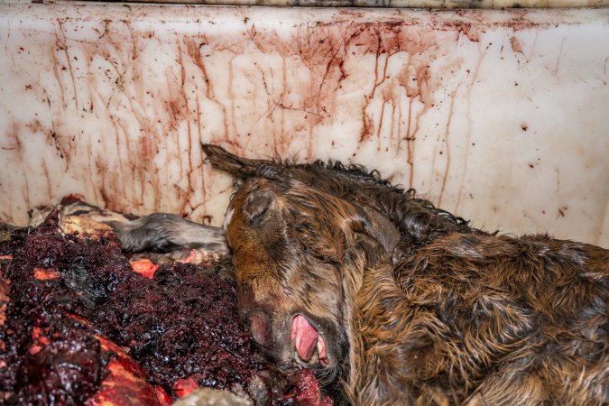 Dead foal in offal bin