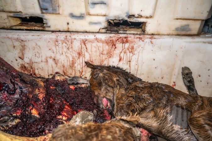 Dead foal in offal bin