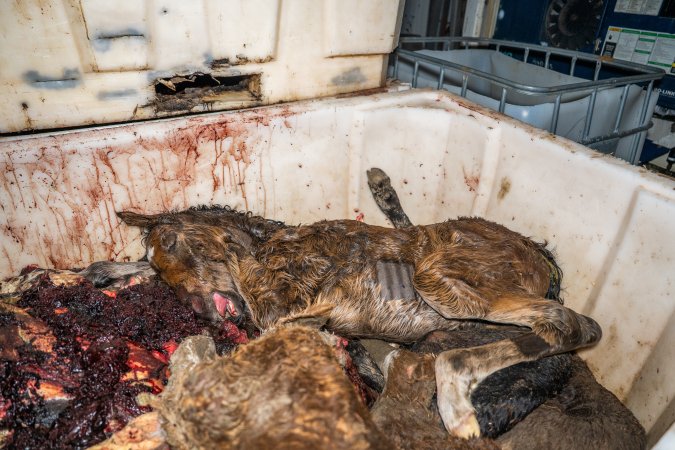 Dead foal in offal bin