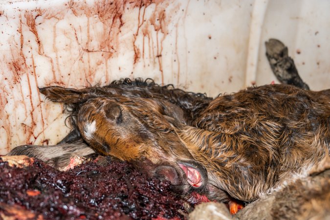 Dead foal in offal bin