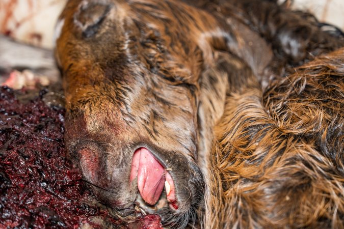 Dead foal in offal bin