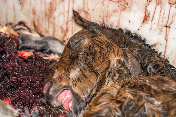Dead foal in offal bin