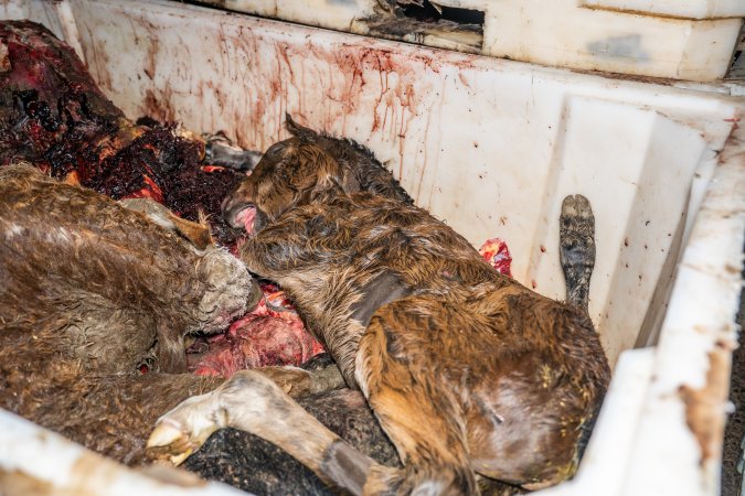 Dead foal in offal bin