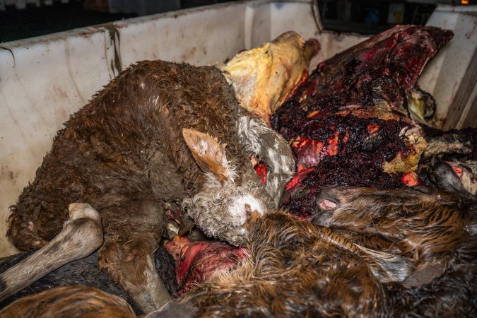 Dead calf and dead foal in offal bin