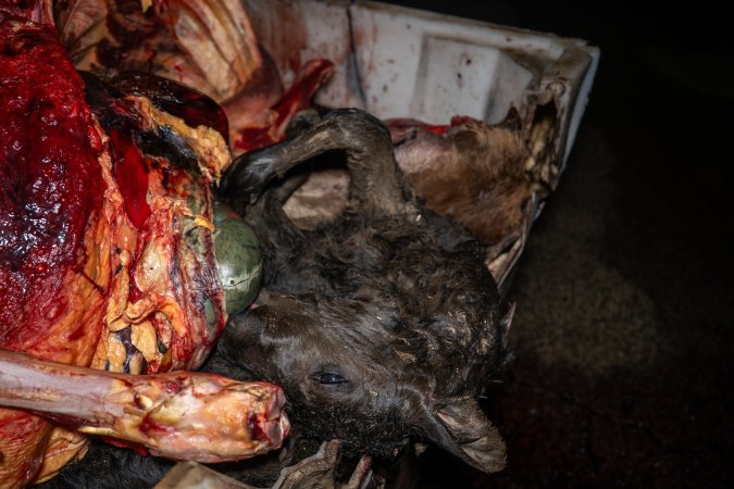 Dead calf in offal bin