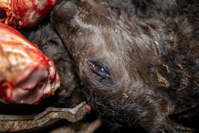 Dead calf in offal bin