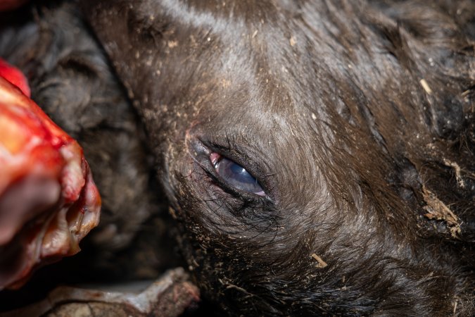 Dead calf in offal bin