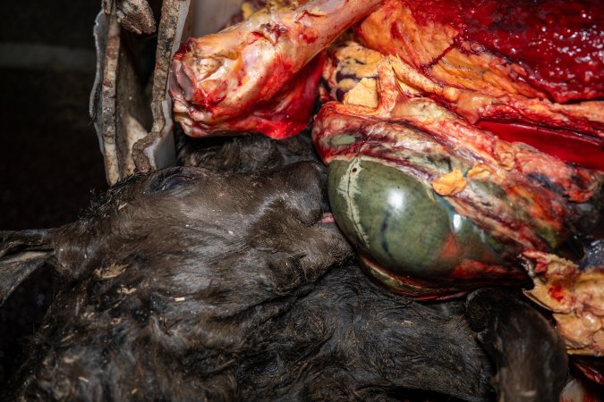 Dead calf in offal bin