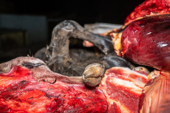 Dead calf in offal bin
