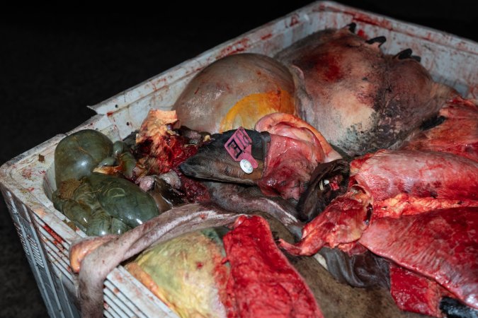 Head with eartag in offal bin