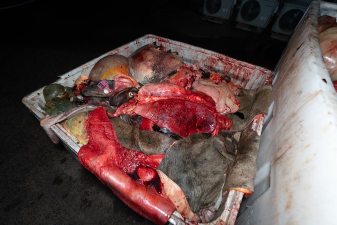 Head with eartag in offal bin