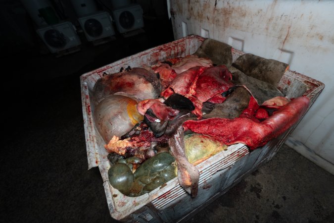 Skin and udder in offal bin