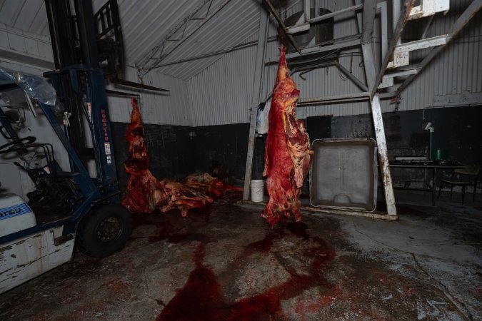Carcasses in processing room